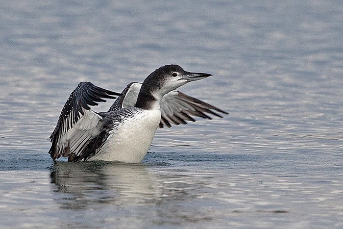 Great Northern Diver