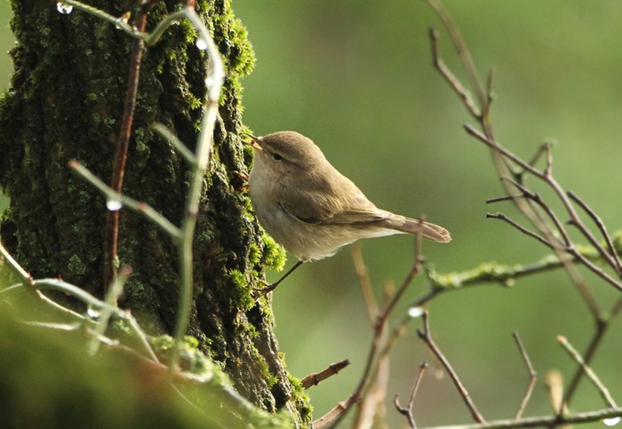 Siberian Chiffchaff