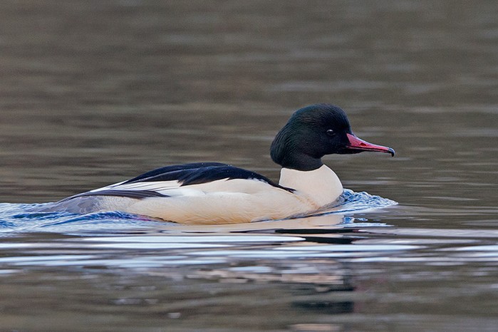Goosander