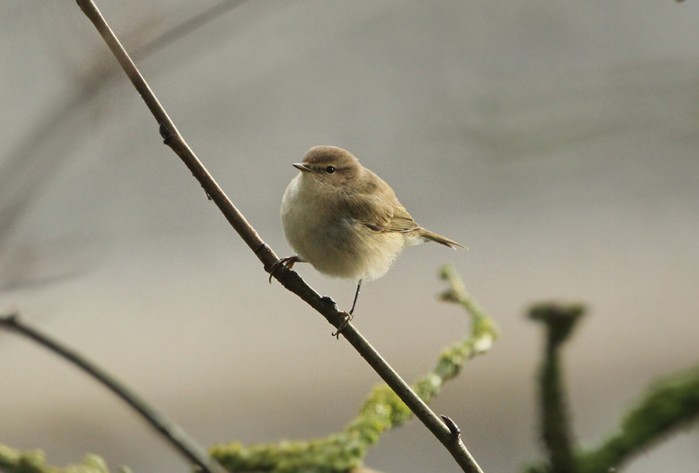 Siberian Chiffchaff