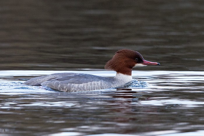 Goosander