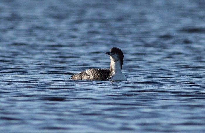 Pacific Diver