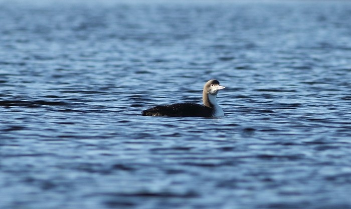 Pacific Diver