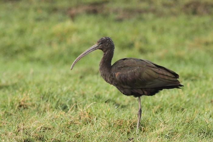 Glossy Ibis