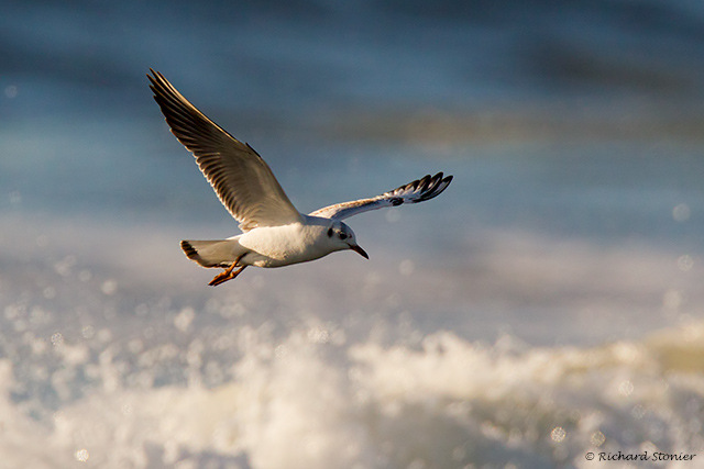 Black-headed Gull
