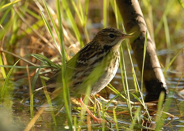 Pechora Pipit