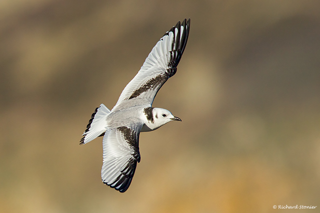 Kittiwake