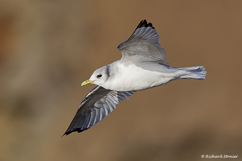 Kittiwake