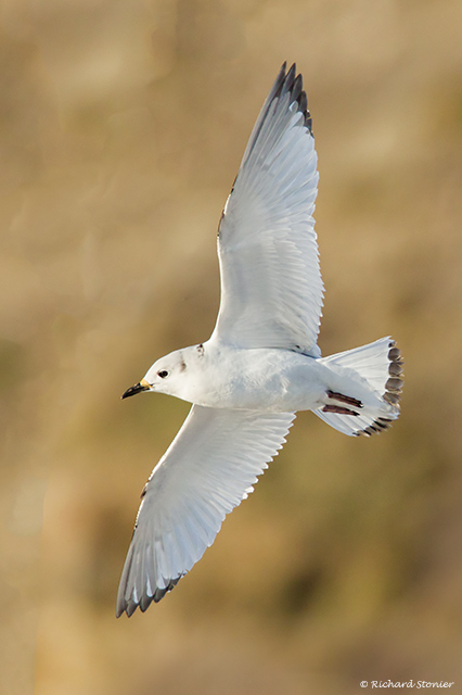 Kittiwake