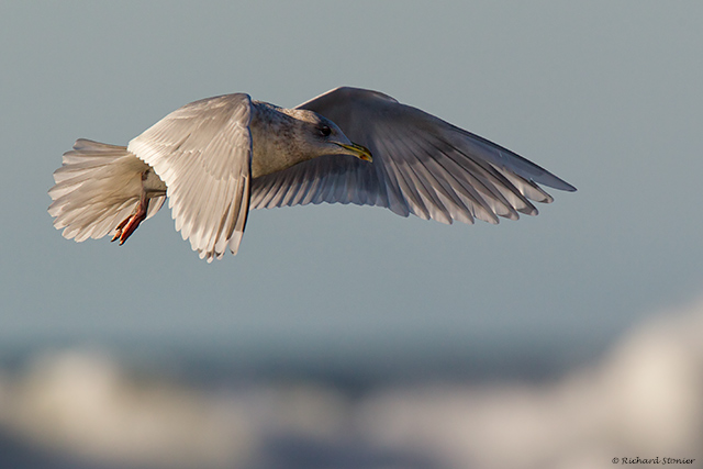 Kumlien's Gull