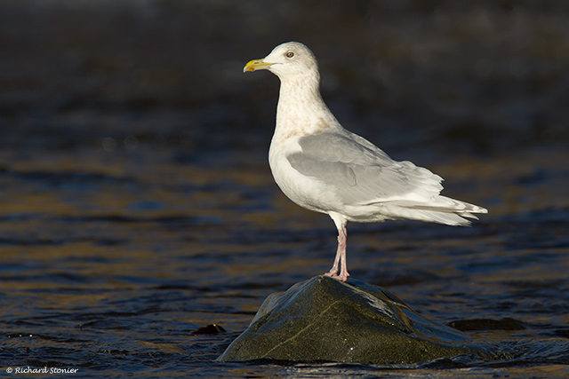 Kumlien's Gull