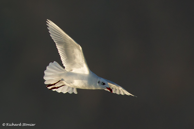 Mediterranean Gull