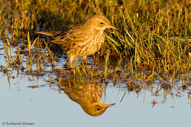 Rock Pipit