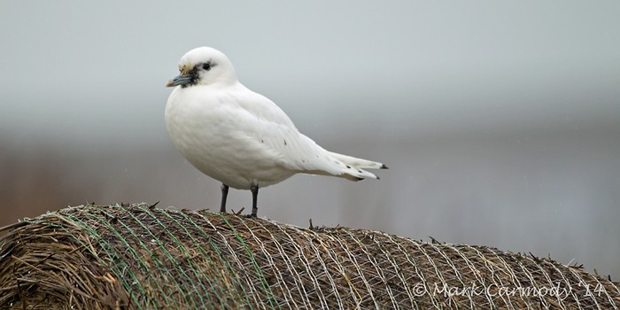 Ivory Gull