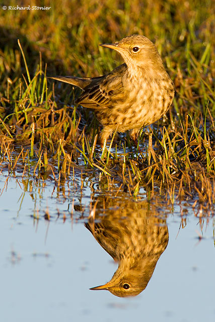 Rock Pipit