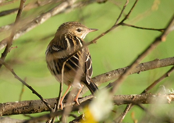 Pechora Pipit