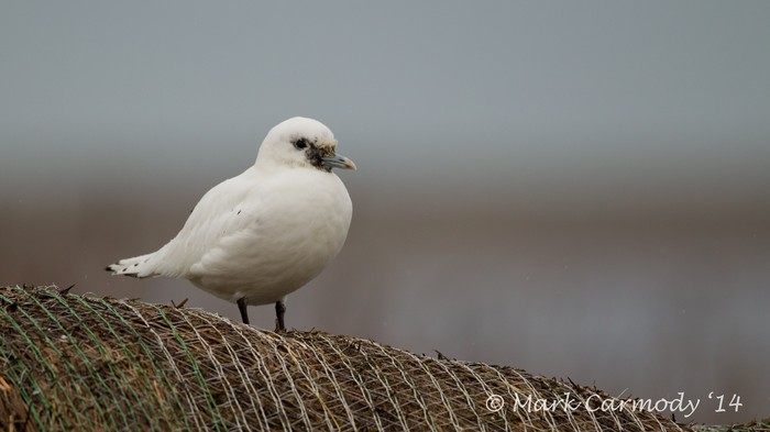 Ivory Gull