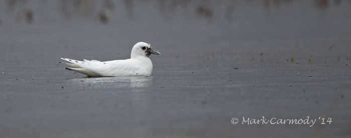 Ivory Gull