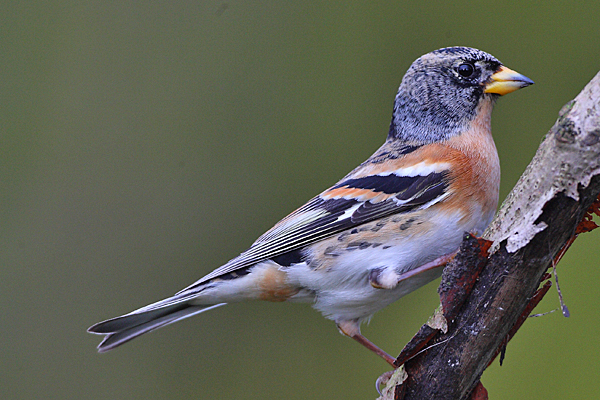 Brambling