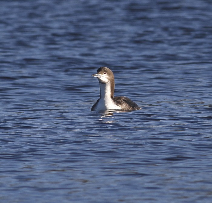 Pacific Diver
