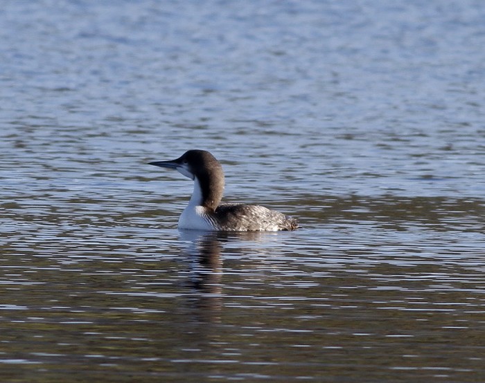 Pacific Diver