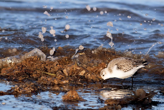 Sanderling