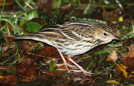 Pechora Pipit