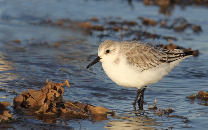 Sanderling
