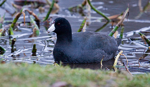 American Coot