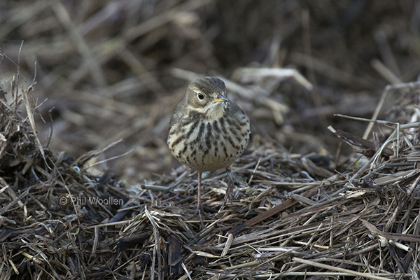 American Buff-bellied Pipit