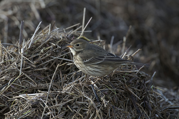 American Buff-bellied Pipit