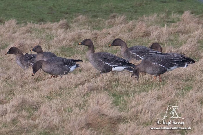 Tundra Bean Goose