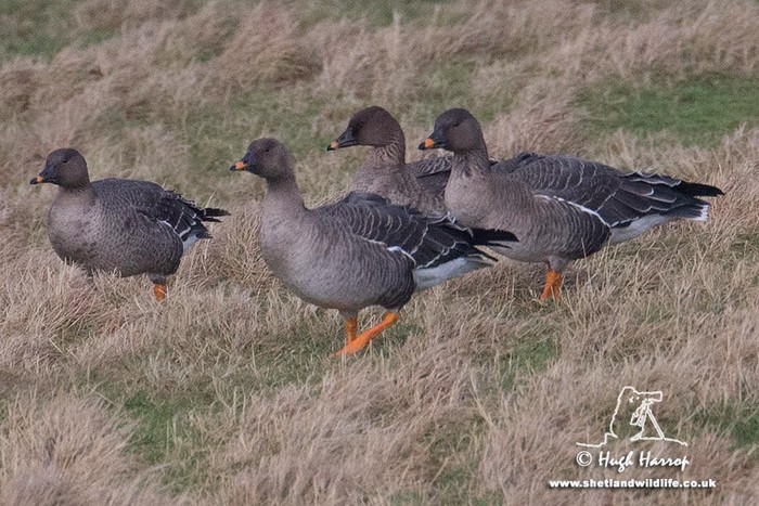 Tundra Bean Goose