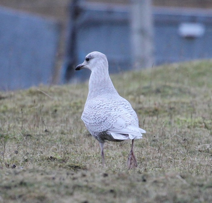 Iceland Gull