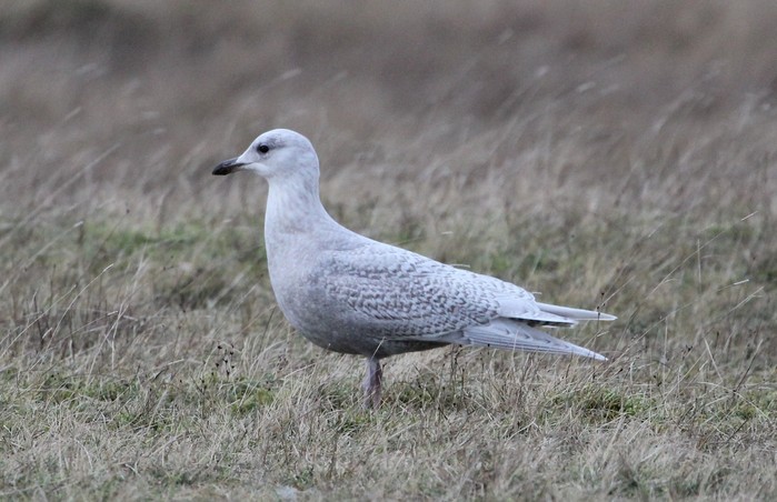 Iceland Gull