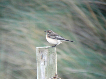 Pied Wheatear