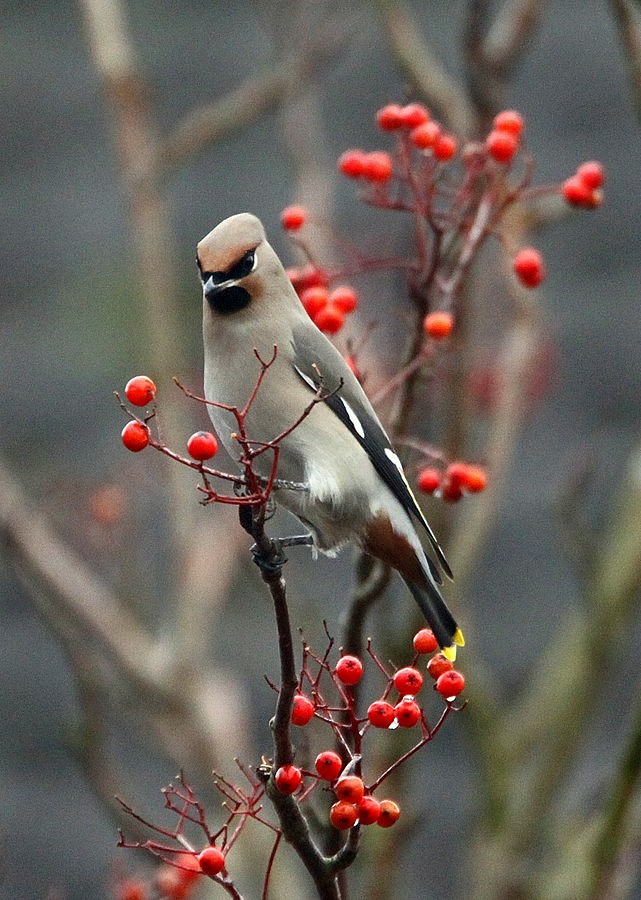 Waxwing