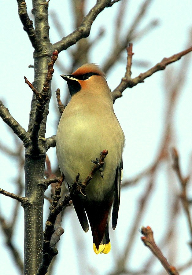 Waxwing
