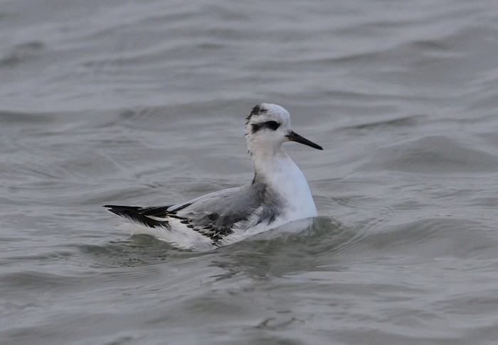 Grey Phalarope