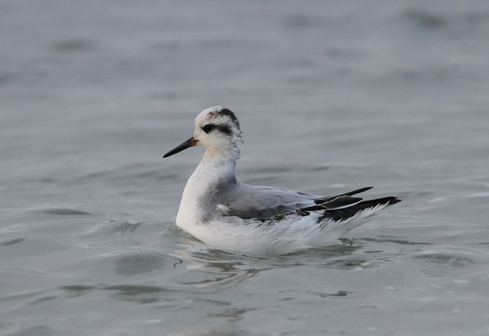 Grey Phalarope