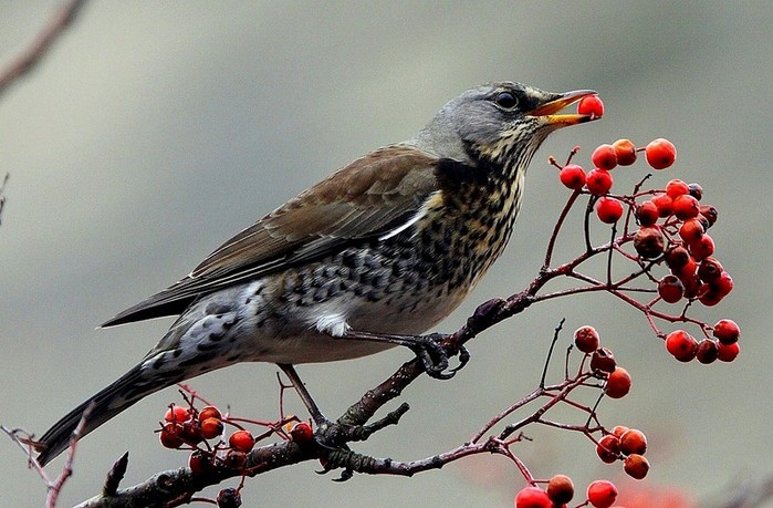 Fieldfare