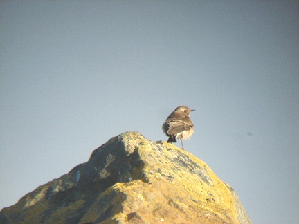 Pied Wheatear