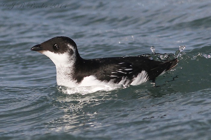 Little Auk