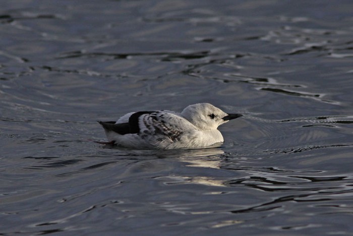 Black Guillemot