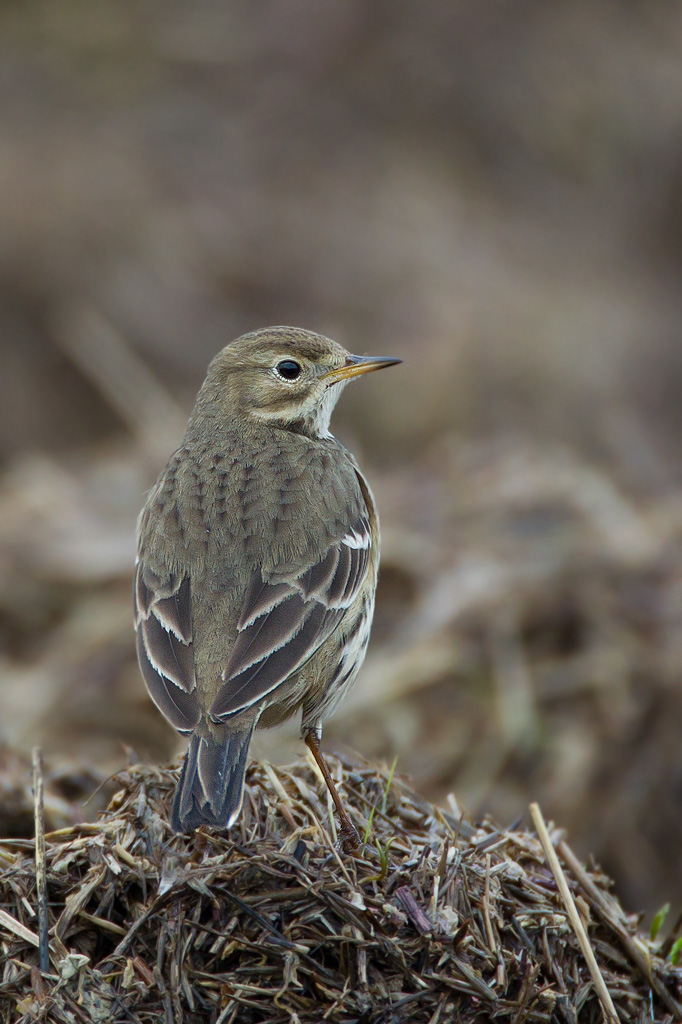 American Buff-bellied Pipit