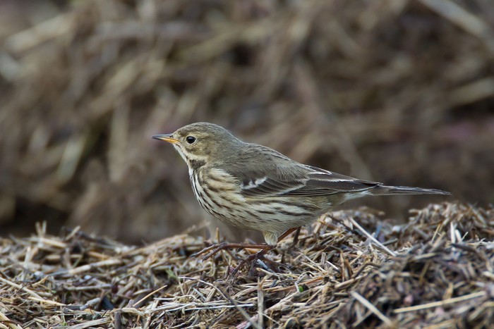 American Buff-bellied Pipit