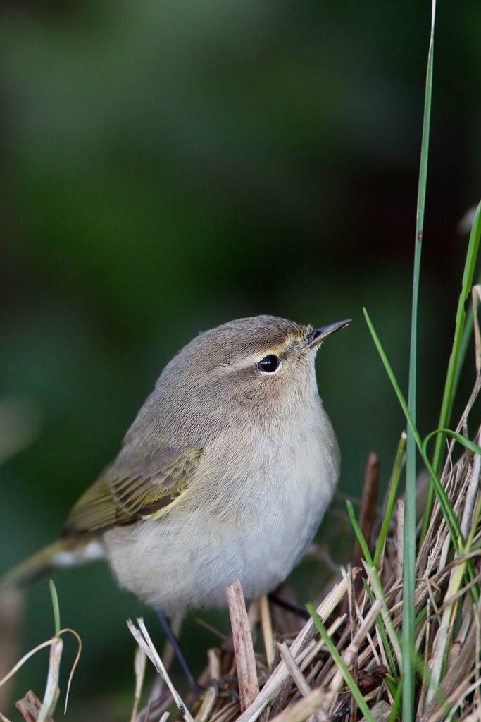Siberian Chiffchaff