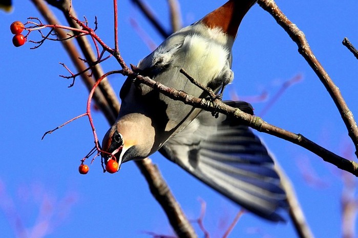 Waxwing
