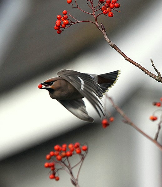 Waxwing