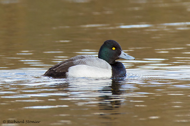 Lesser Scaup